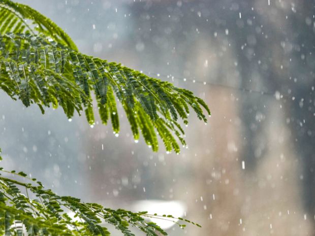 小雨の森